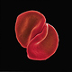 Peter Gabriel - Songswap: ...and I Will Scratch Yours! Die Hintergr�nde zu Scratch My Back