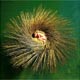 Peter Gabriel - OVO - The Millennium Show - CD Rezension