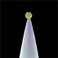 Peter Gabriel - New Blood (CD)