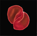 Peter Gabriel - Scratch My Back (CD)