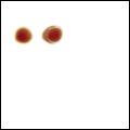 Peter Gabriel - The Boy In The Bubble<br>
Paul Simon - Biko
